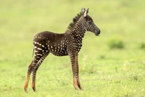 zebra a pois