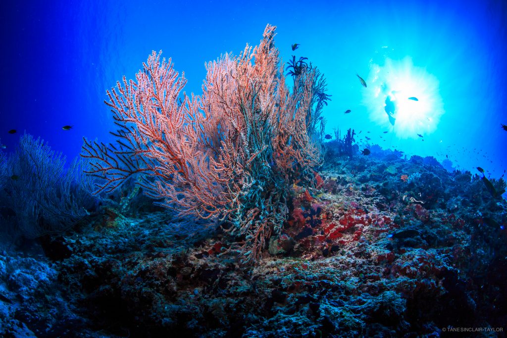 ecosistema e biodiversità