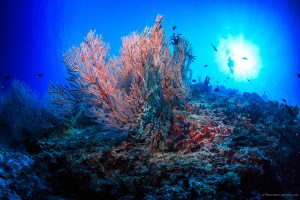 ecosistema e biodiversità