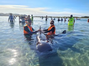 Farewell Spit NZ balene spiaggiate (1)