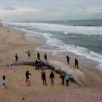 Cucciolo di balenottera trovato senza vita su una spiaggia di Israele, si teme sia morto a causa dell’inquinamento [FOTO]