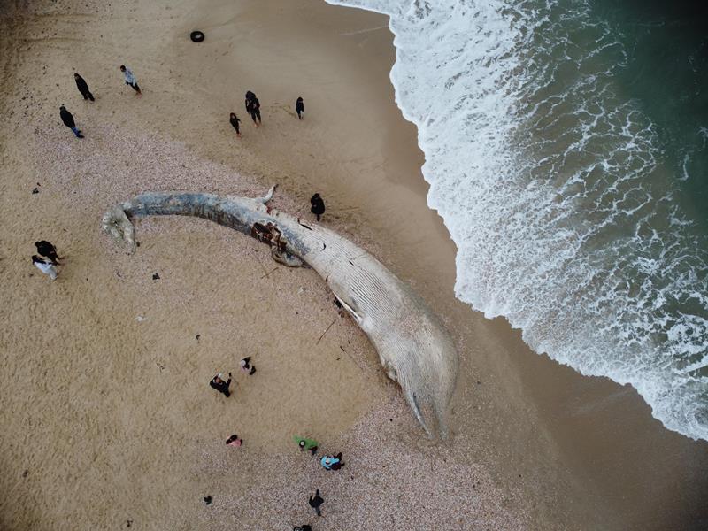 balena spiaggiata israele