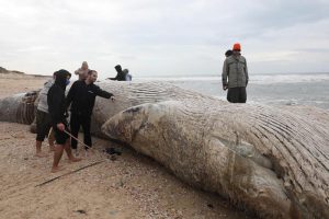 balena spiaggiata israele