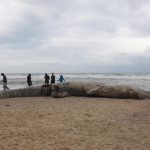 Cucciolo di balenottera trovato senza vita su una spiaggia di Israele, si teme sia morto a causa dell’inquinamento [FOTO]