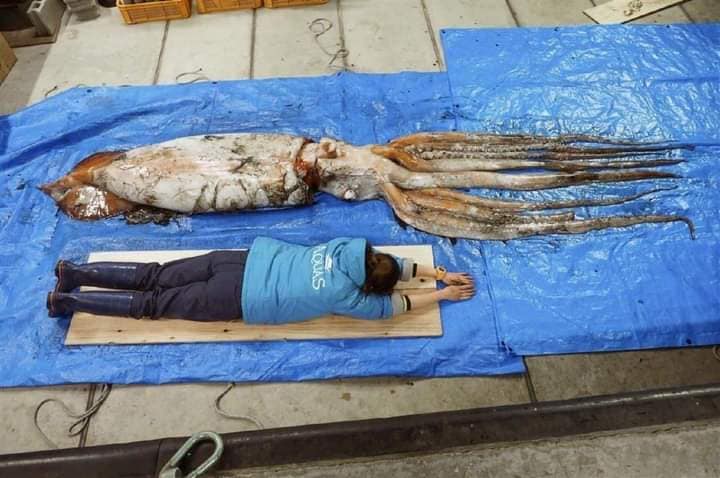 calamaro gigante giappone