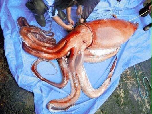 calamaro gigante giappone