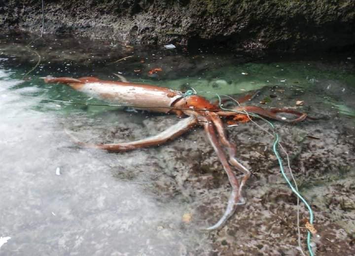 calamaro gigante giappone