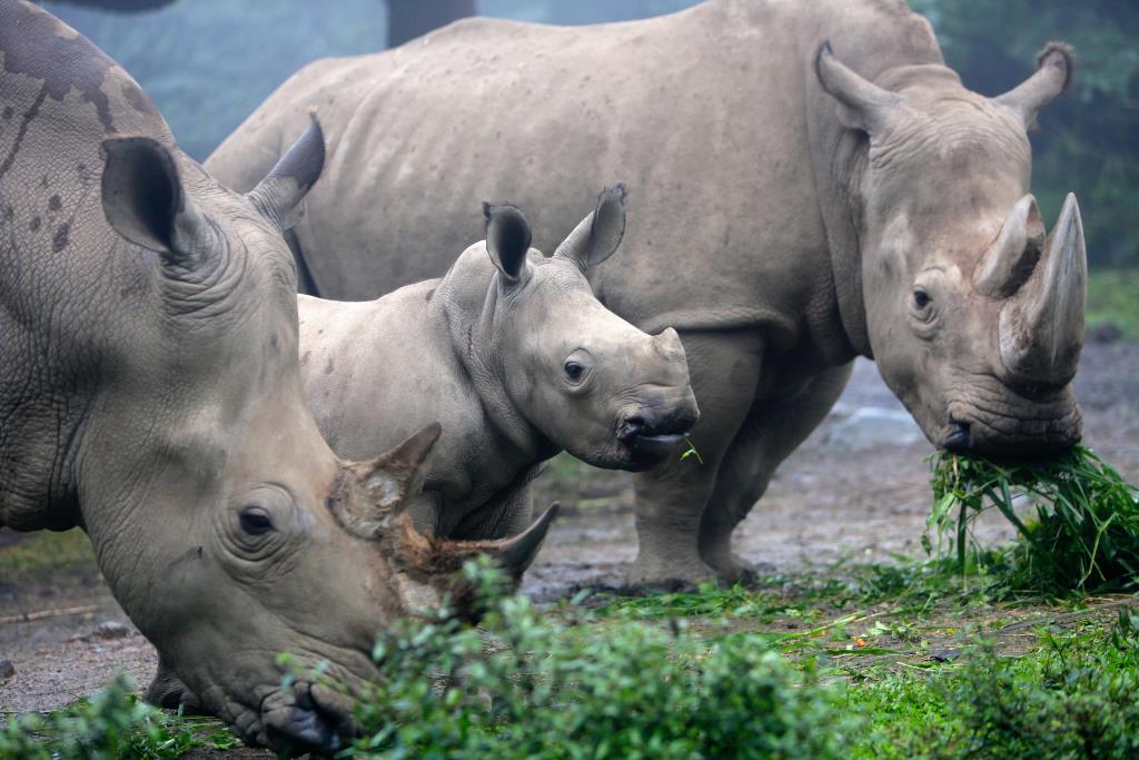 rinoceronte bianco
