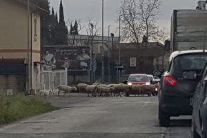 gregge flaminia roma