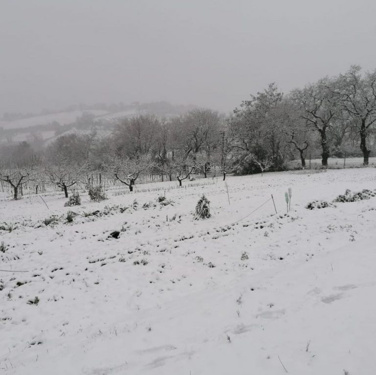 Marche, neve nell'Anconetano