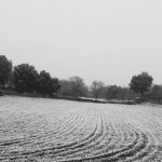 Maltempo, inizia a nevicare sui mandorli in fiore delle Murge: è l’inizio di un grande evento di neve – FOTO