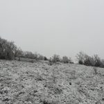Maltempo, inizia a nevicare sui mandorli in fiore delle Murge: è l’inizio di un grande evento di neve – FOTO