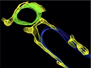 ventilazione cellule cardiache