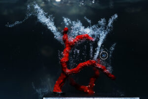 Corallo e plastica