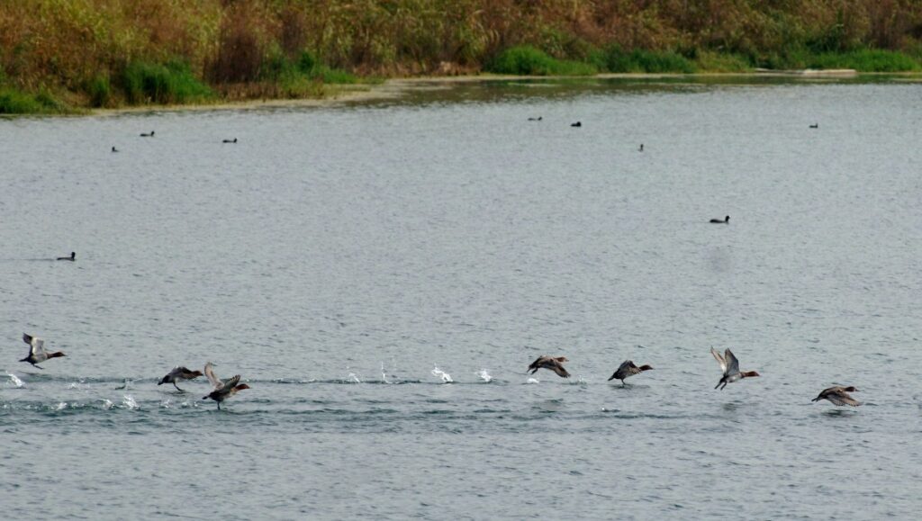 Oasi dell’Avifauna realizzata a Pozzuolo Martesana