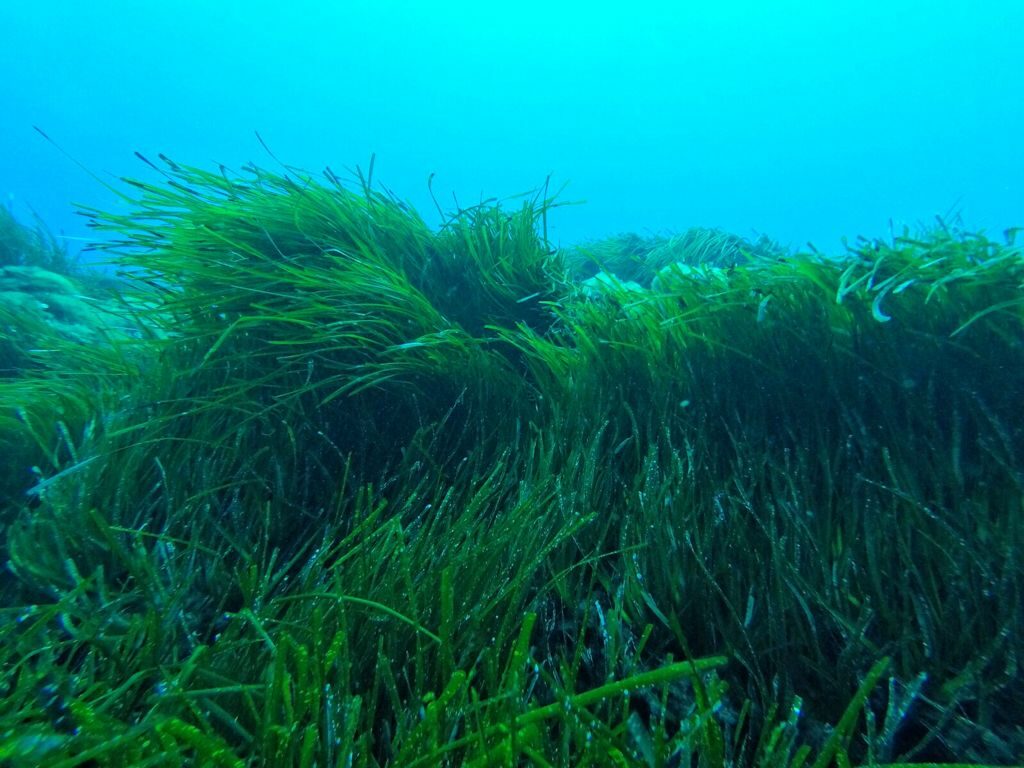Posidonia oceanica