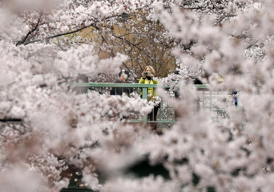 tokyo fioritura ciliegi