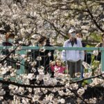 Giappone: a Tokyo i ciliegi sono in piena fioritura dopo la revoca dello stato di emergenza [FOTO]