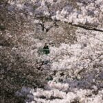 Giappone: a Tokyo i ciliegi sono in piena fioritura dopo la revoca dello stato di emergenza [FOTO]