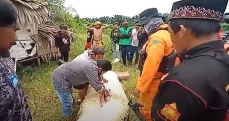 coccodrillo mangia bambino indonesia