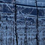 Meteo, gelo in Alto Adige: gemme e fiori avvolte dal ghiaccio [FOTO]