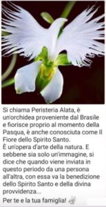 peristeria elata alata
