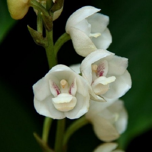 peristeria elata