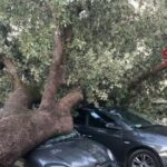 Maltempo Sicilia, forte vento a Palermo: alberi e pali sulle auto [FOTO]