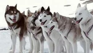 8-amici-da-salvare_cani