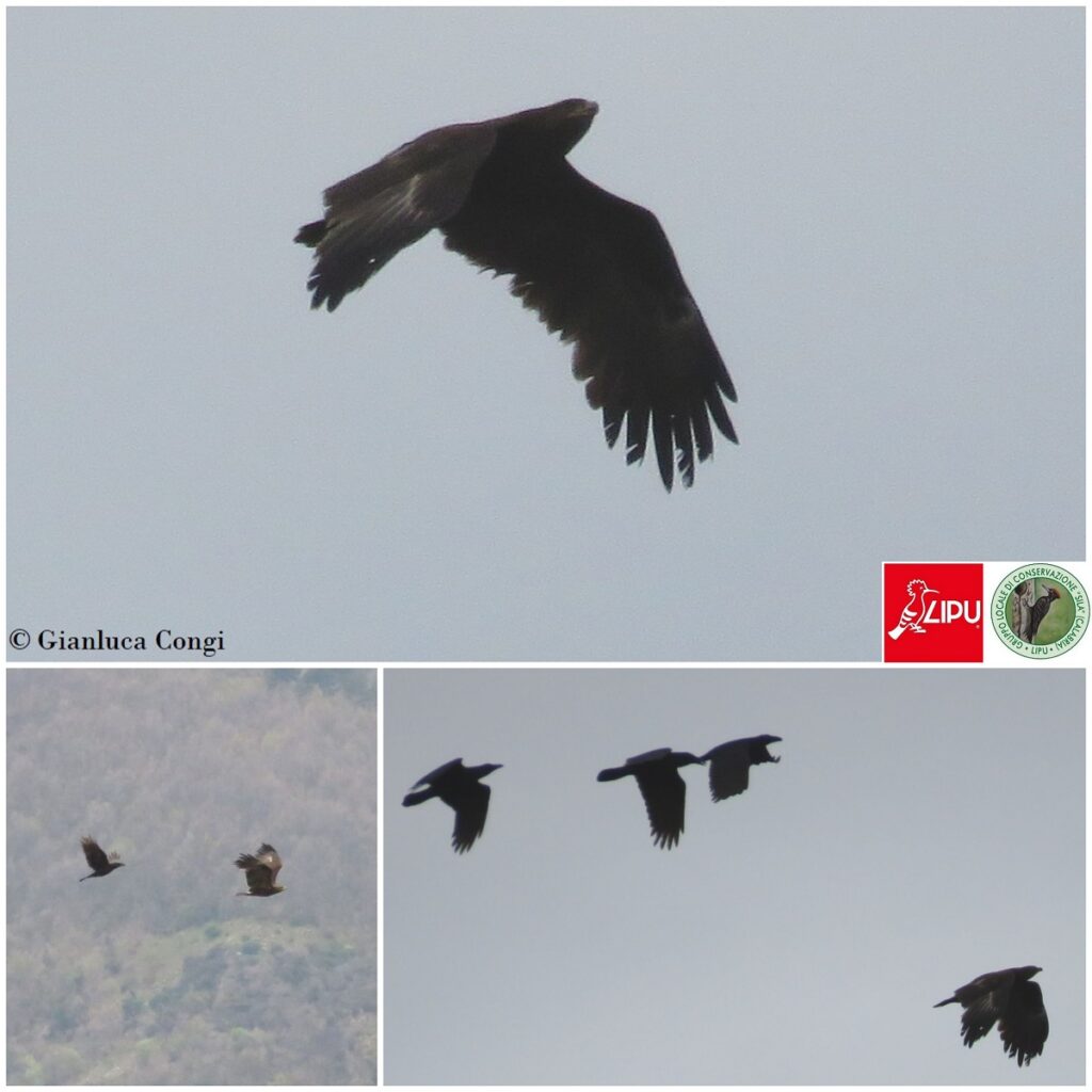 Aquila anatraia, Sila. Foto Gianluca Congi