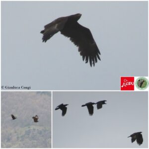 Aquila anatraia, Sila. Foto Gianluca Congi