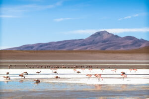 Bolivia-Salar-de-Uyuni-Fenicotteri