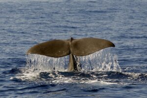 Capodoglio Tethys