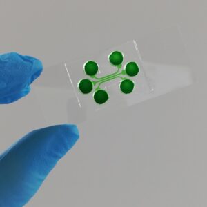 Dispositivo organ-on-chip per lo studio delle interazioni cellulari