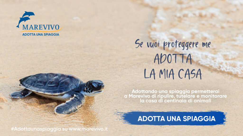 adotta una spiaggia TARTARUGA