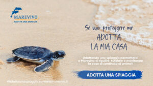 adotta una spiaggia TARTARUGA