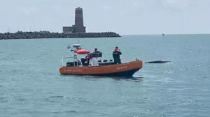 balena fiumicino guardia costiera