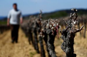 catastrofe agronomica francia