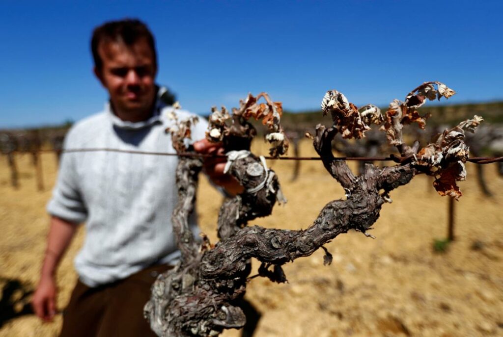catastrofe agronomica francia