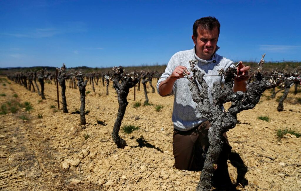 catastrofe agronomica francia