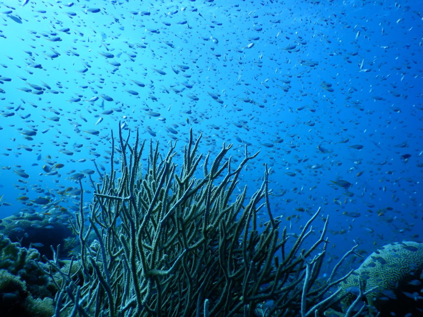 I coralli del Mar Rosso vivono vicino alla soglia di resistenza al freddo:  il cambiamento climatico rischia di distruggerli