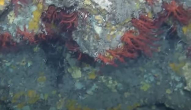 corallo rosso calabria