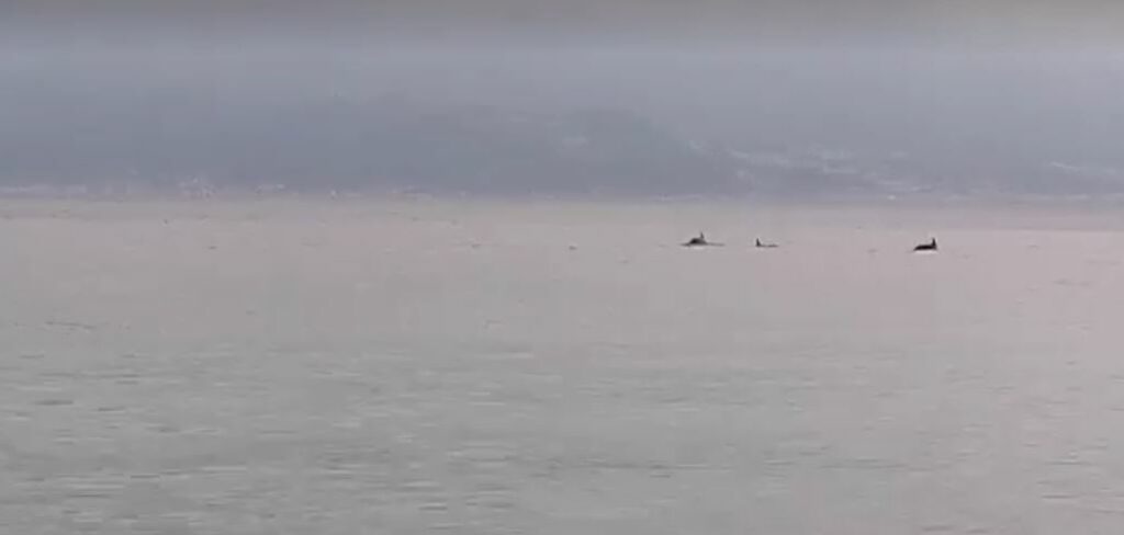 delfini stretto messina reggio calabria