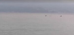 delfini stretto messina reggio calabria