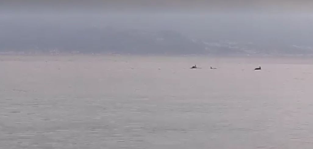delfini stretto messina reggio calabria