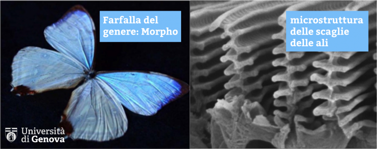 farfalla morpho struttura unige
