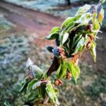 Meteo Emilia Romagna, freddo e gelate in pianura con -3°C: agricoltura in ginocchio [FOTO]