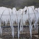 Meteo, temperature fino a -9°C e gelate in Veneto: colture devastate dal freddo, azzerata la produzione di kiwi nel Veronese [FOTO]