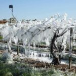 Meteo, gelo in Piemonte: così il ghiaccio salva le colture dalle temperature rigide [FOTO]