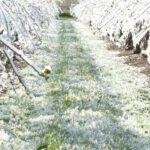 Meteo, gelo in Piemonte: così il ghiaccio salva le colture dalle temperature rigide [FOTO]